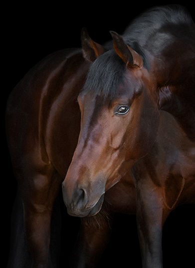 Drijvende kracht vloot Humaan Paarden kopen en paarden verkopen | paardenmarkt ehorses.nl